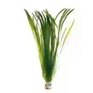 SAZ BİTKİ BAĞ