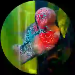 SR DRAGON FLOWER HORN İTHAL(YEM HEDİYELİ KARGO ÜCRETSİZ)