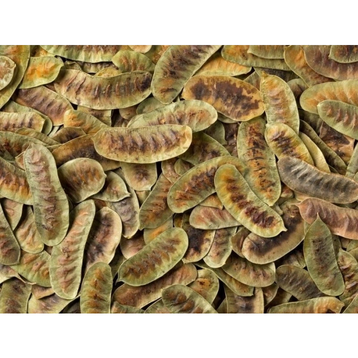 Manisa Birlik Açlık Otu