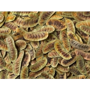 Manisa Birlik Açlık Otu