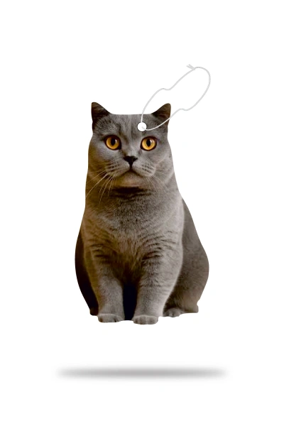 Araç Kokusu - British Shorthair