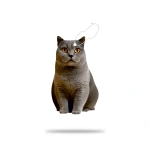 Araç Kokusu - British Shorthair