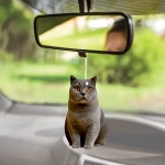 Araç Kokusu - British Shorthair