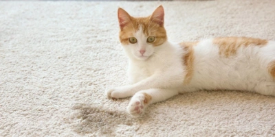 Kedili Evde Halı Kullanımı