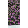 BEREKET ÇİÇEKLERİ LÜX Belmando