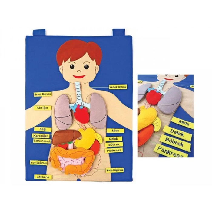 KÖKTEN CIRTLI VÜCUDUMUZ PANO AND-5120