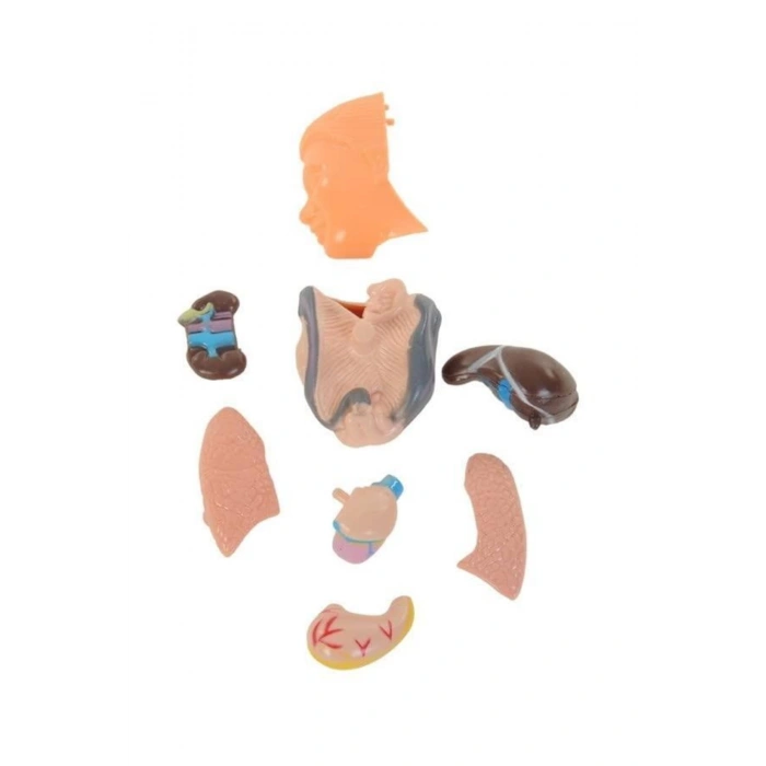 ASYA 00926-3301 MAKET VÜCUT SETİ