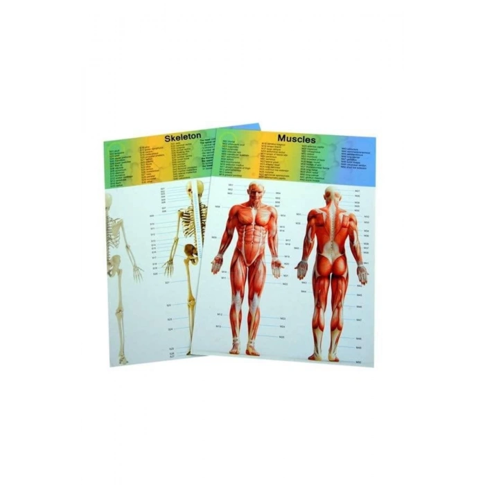 ASYA 00926-3301 MAKET VÜCUT SETİ