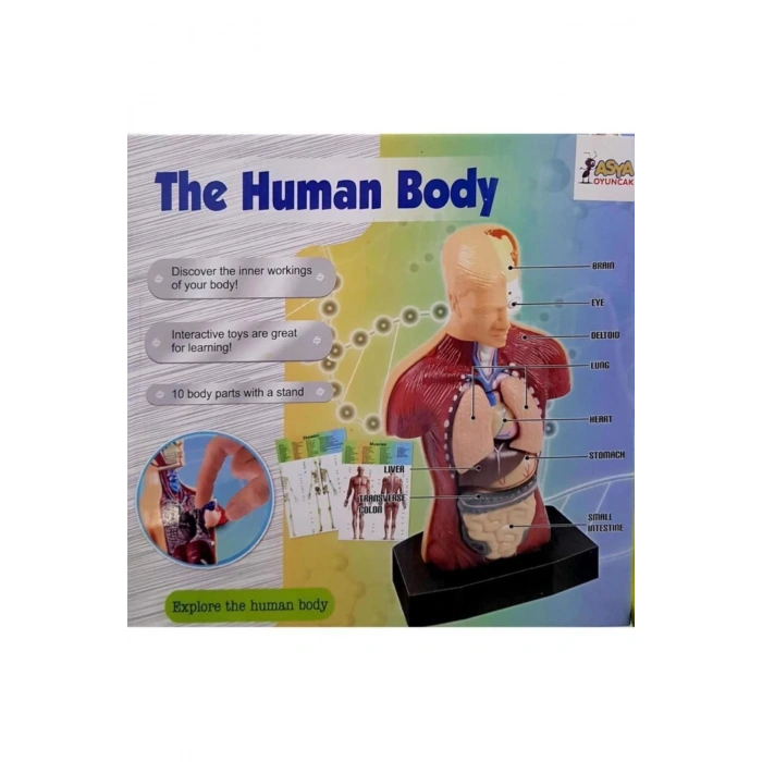 ASYA 00926-3301 MAKET VÜCUT SETİ