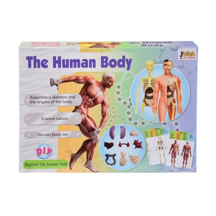 ASYA 00926-3302 MAKET VÜCUT SETİ