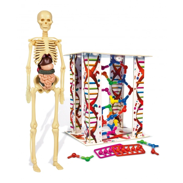 CEREN CLE-64297 CLEMENTONI İLK KEŞİFLERİM (İNSAN ANATOMİSİ)