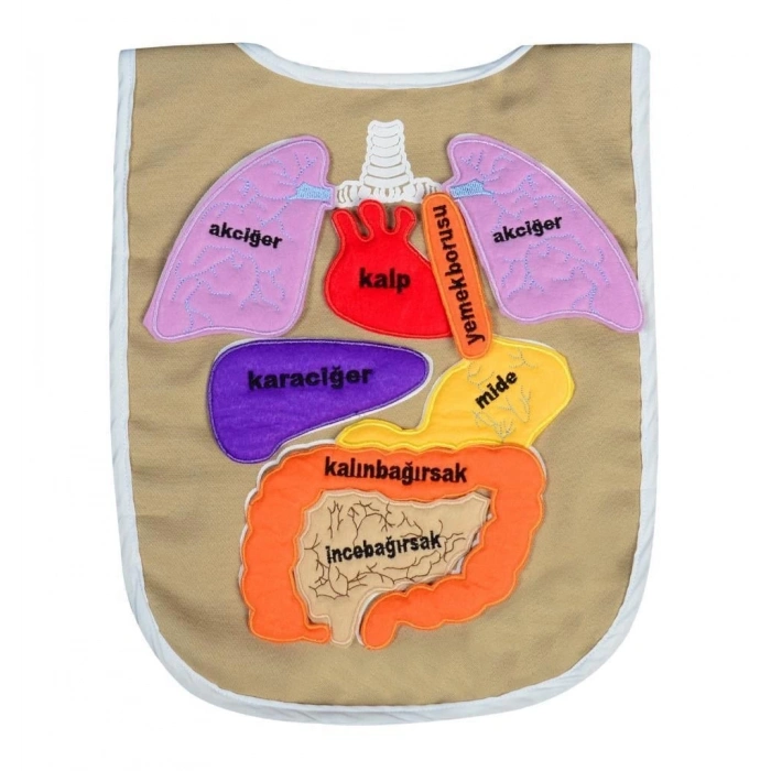 KÖKTEN EĞİTİCİ ORGAN ÖNLÜĞÜ AND-5011