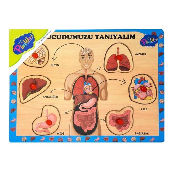 ONYIL ONY-287-288 AHŞAP TUTMALI VÜCUDUMUZU TANIYALIM
