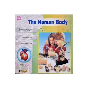 ASYA 00926-3301 MAKET VÜCUT SETİ