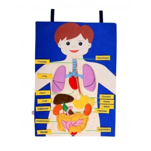 KÖKTEN CIRTLI İNSAN VÜCUDU PANO (İNGİLİZCE) AND-5166