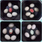 Dublör Yumurta Zamanlayıcı