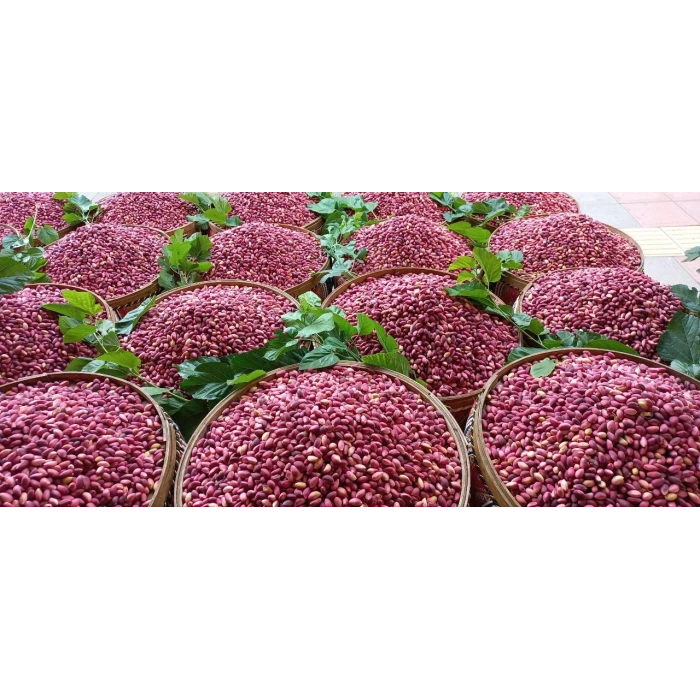 Taze Antep Fıstığı