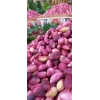 Taze Antep Fıstığı