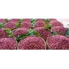 Taze Antep Fıstığı