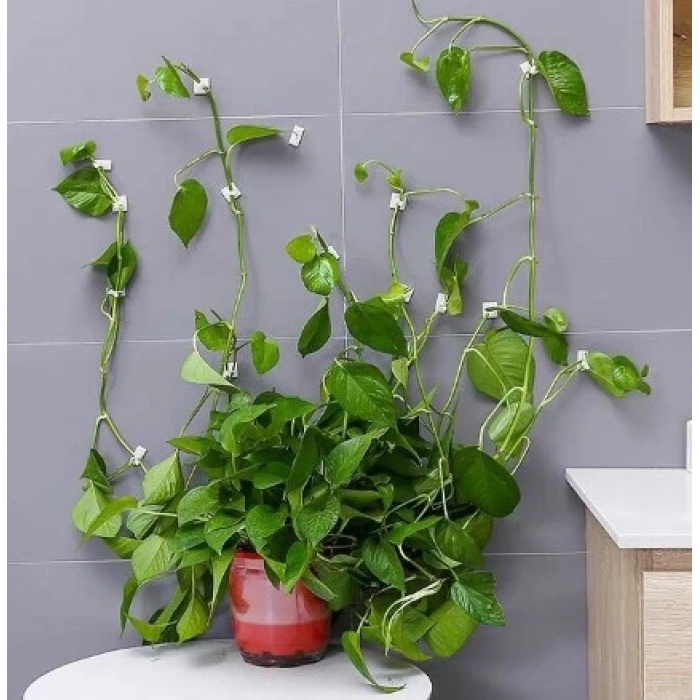 Sarmaşık ve Kablo Düzenleyici Çok Amaçlı Klips 10 Adet