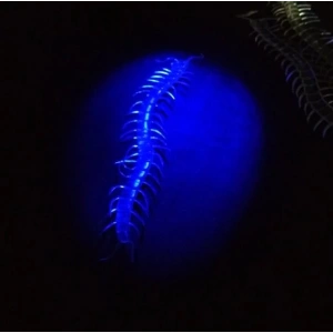 MDB Karanlıkta Parlayan Fosforlu Kırkayak