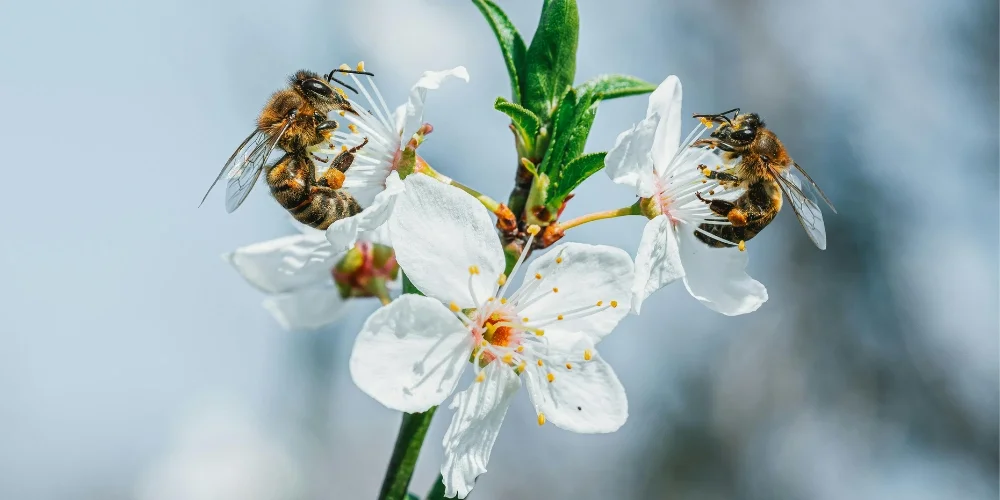 Monofloral ve Polifloral Bal: Doğanın İki Farklı İmzası