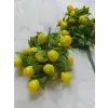 Kokina Çiceği (Limon)