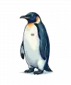 Erkek Survivor Penguin Baskılı 3 İplik Pamuklu Kapüşonlu Sweatshirt Hoodie Beyaz