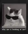 Erkek T-Shirt Komik Kedi Baskılı kısa kol Tişört - Siyah