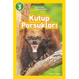 Kutup Porsukları - National Geographic Kids
