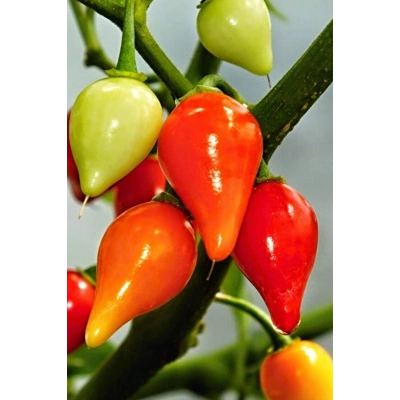 Misket Biberiye Biber Tohumu 5 gr