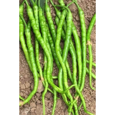 Tatlı Kıl Biber Tohumu 10 Gr