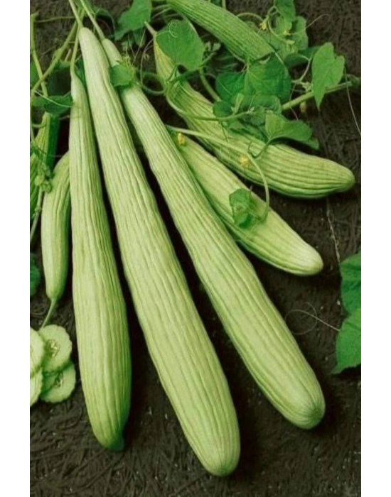 Acur Tohumu 10 Gr