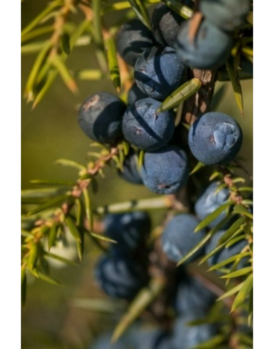 Ardıç Katranı Sabunu Hatay El Yapımı %100 Organik Doğal Sabun 1 Kalıp 130 Gram