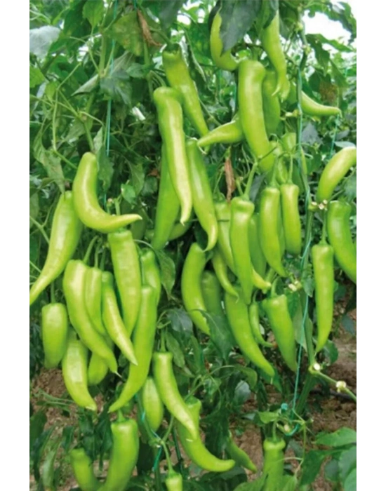 Çarliston Biber Tohumu 10 Gr