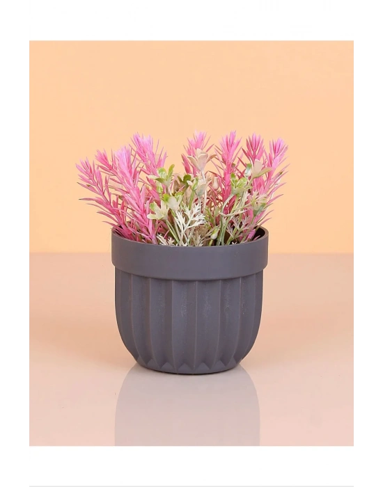 Çizgili Saksı Dikenli Çiçek Royaleks-5781