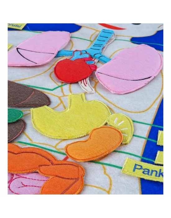 ® AND-5120 CIRTLI VÜCUDUMUZ PANO