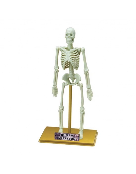 ® Bilim Seti : İnsan İskeleti