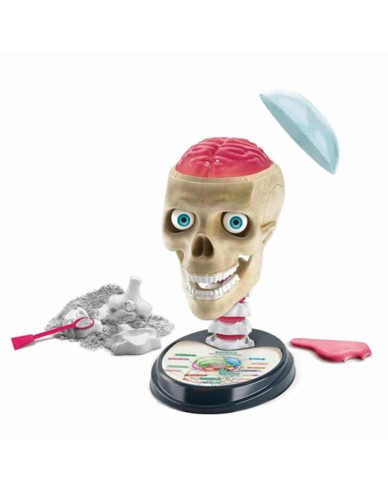 ® Çılgın Anatomi