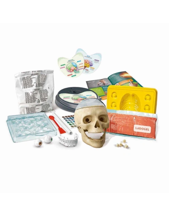 ® Çılgın Anatomi