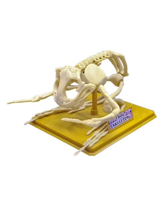 ® Kurbağa İskeleti Bilim Seti