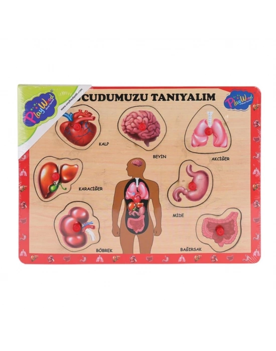 ® ONY-287 288 Ahşap Tutmalı Vücumuzu Tanıyalım -