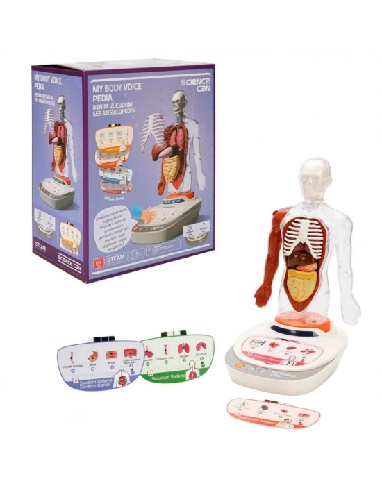Sesli İnsan Vücudu Modeli Bilim Seti