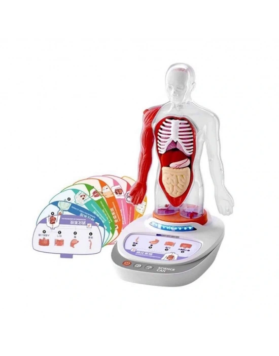 Sesli İnsan Vücudu Modeli Bilim Seti