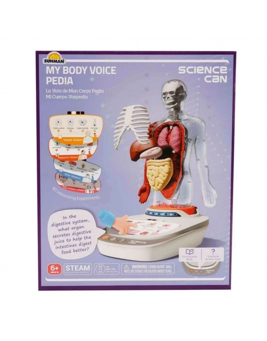 Sesli İnsan Vücudu Modeli Bilim Seti