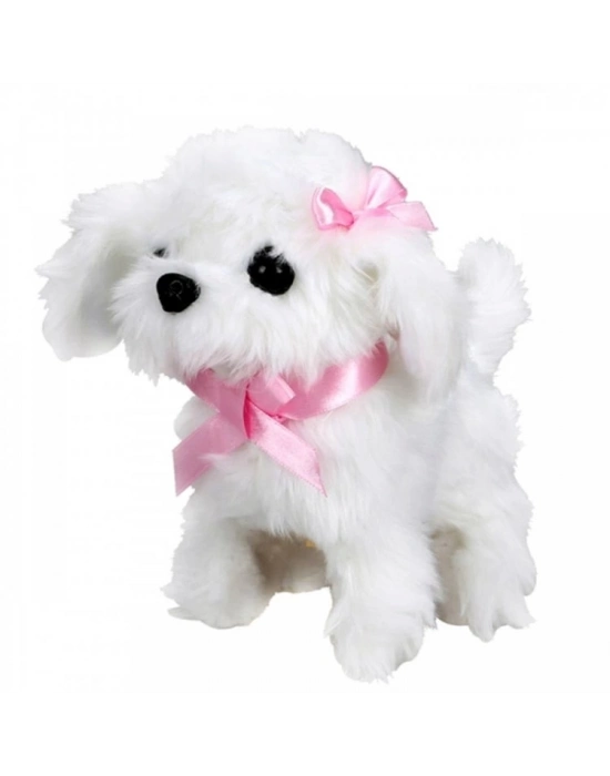 ®  Sevimli Köpek Maltese