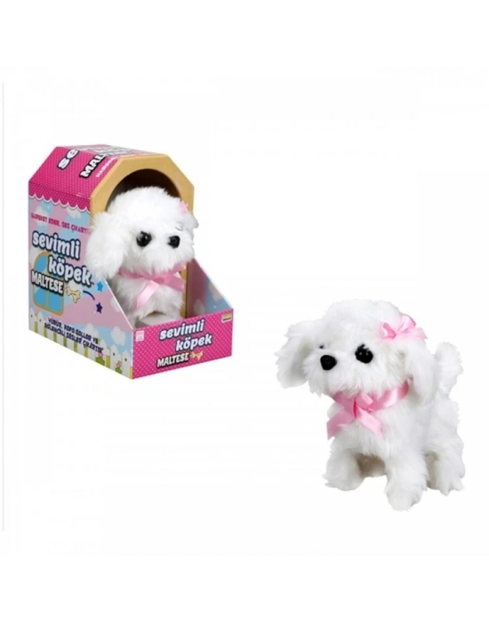 ®  Sevimli Köpek Maltese