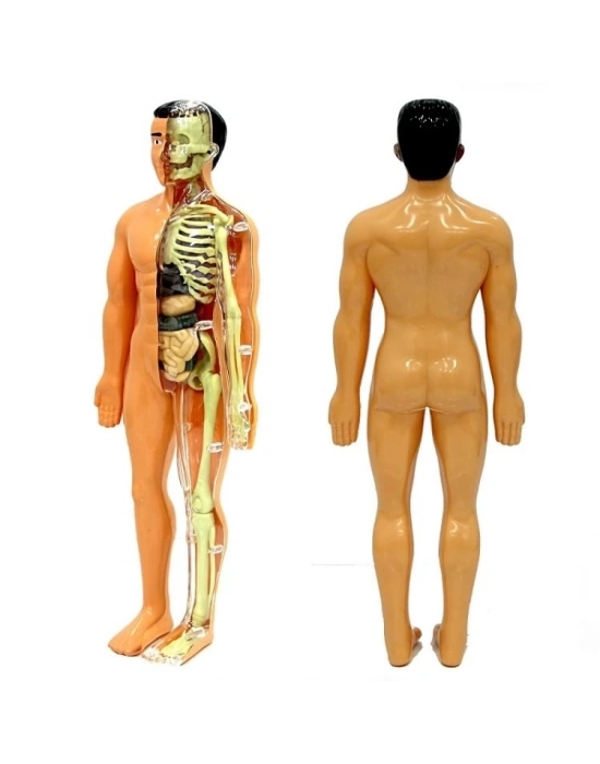 ® The Human Body İnsan Vücudu 3D Eğitim Seti 3302