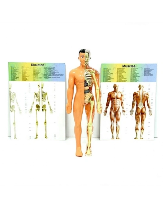 ® The Human Body İnsan Vücudu 3D Eğitim Seti 3302