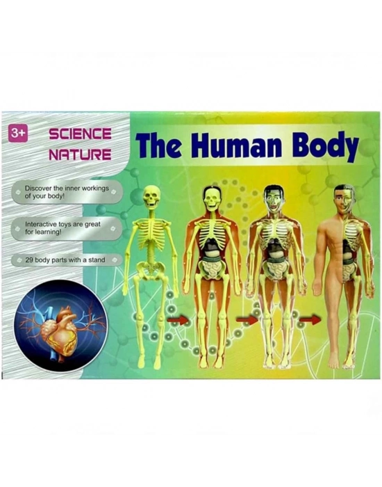 ® The Human Body İnsan Vücudu 3D Eğitim Seti 3302